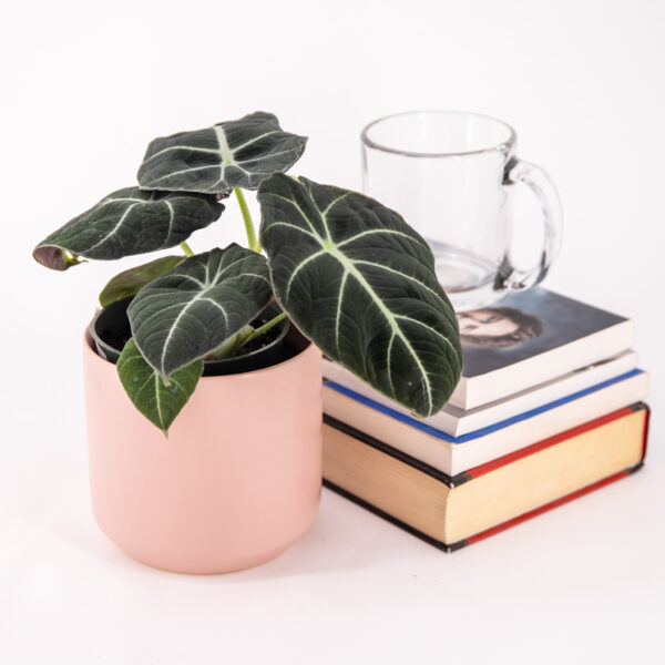 Alocasia Black Velvet in a pink pot with very dark leaves and white veining in a little pink pot.