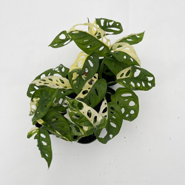 Variegated Swiss Cheese Plant