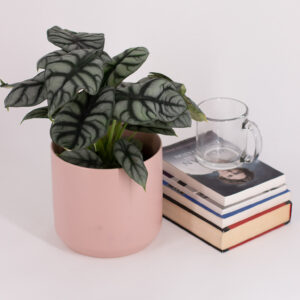 Alocasia Silver Dragon with silvery grey leaves and dark green veining in a small pink pot.