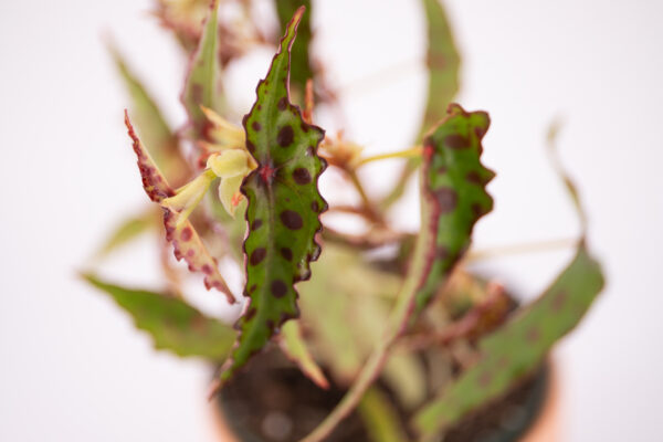 Begonia amphioxus houseplant House plant