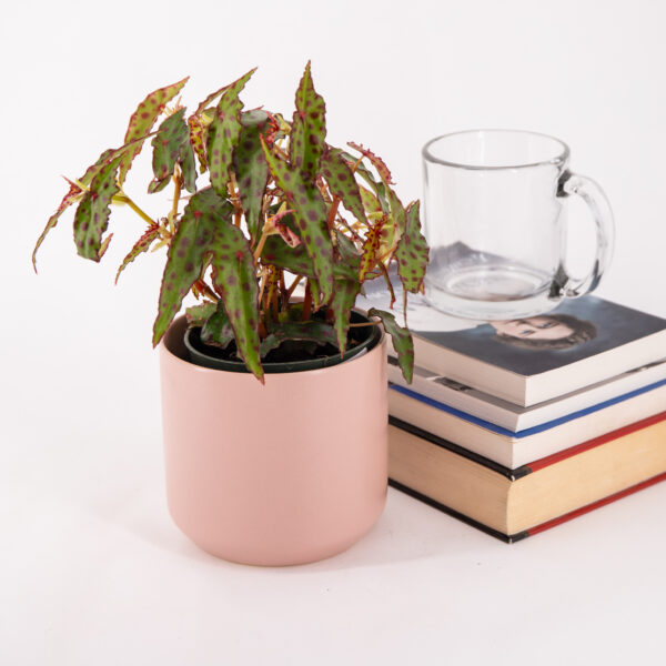 Begonia amphioxus with red spotted leaves in a pink pot with books and a glass mug.
