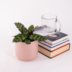 A Rattlesnake Plant with wavy, lance-shaped leaves with dark-green spots in a pink pot.