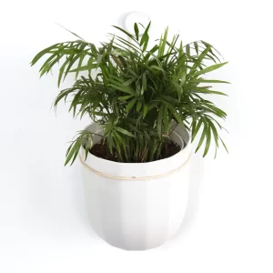 The white hanging planter with a loop on a white background with houseplant inside.