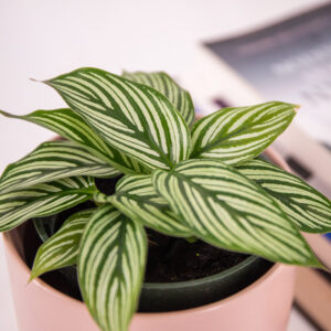 Calathea vittata green leaves with cream stripes