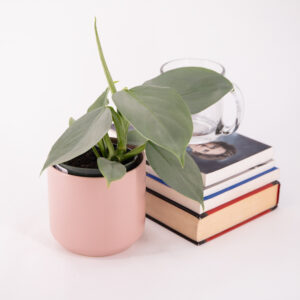 Silver Sword Philodendron in a cute pink pot.