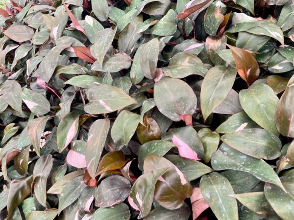 Pink princess philodendron low variegation