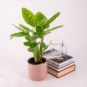 Calathea leopardina in a cute pink pot next to books and mug