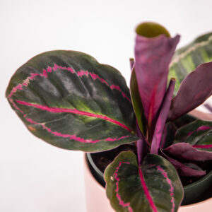Rose Painted Calathea with dark green foliage outlined with pinkish-red stripes.