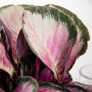 Calathea rosepicta 'Rosy' close up of leaves with pink and green