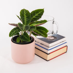 Calathea Jungle Velvet long and elegant leaves which are velvety to touch and features a funky two-tone green pattern with deep purple undersides. in a pink pot