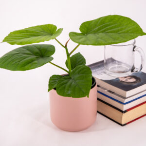 Ficus umbellata green leaves looking perky in a cute pink pot.