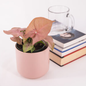 Syngonium Neon with pink arrowhead shaped leaves in a cute pink pot.