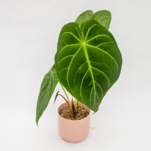 Anthurium magnificum x besseae in a small pink pot with large leaves
