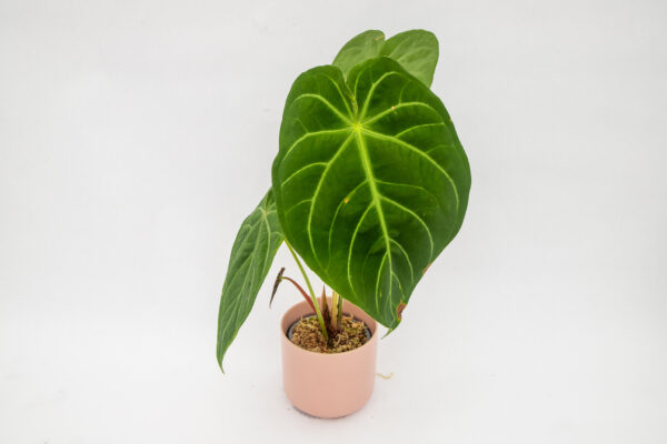 Anthurium magnificum x besseae in a small pink pot with large leaves