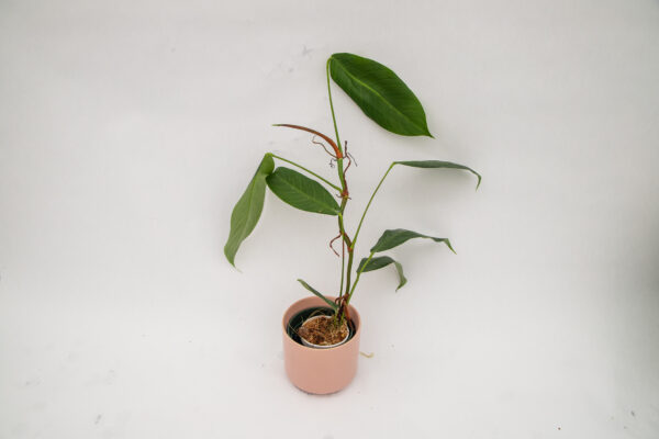 Philodendron heterocraspedon x scherberichii