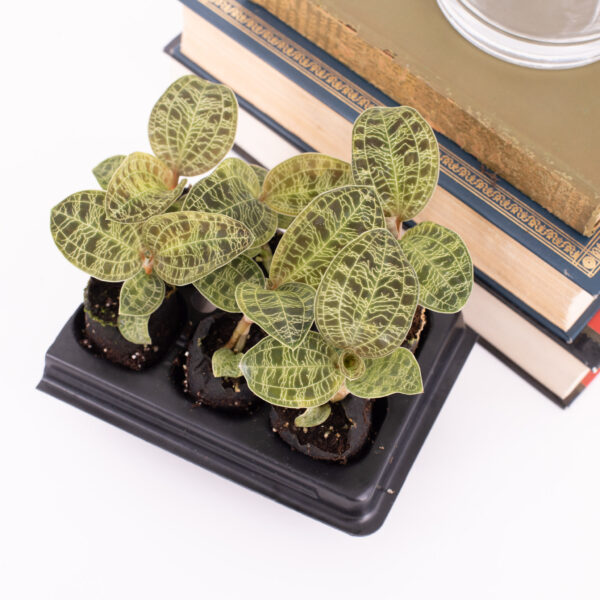 Green jewel orchid Aurea flavum for sale online
