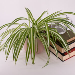 Chlorophytum comosum, Spider Plant Houseplant