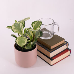 Peperomia obtusifolia 'Golden Gate,' Peperomia Golden Gate with green and creamy white edges in a pink pot.