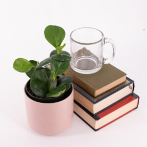 Peperomia obtusifolia in a small pink pot next to a stack of books.
