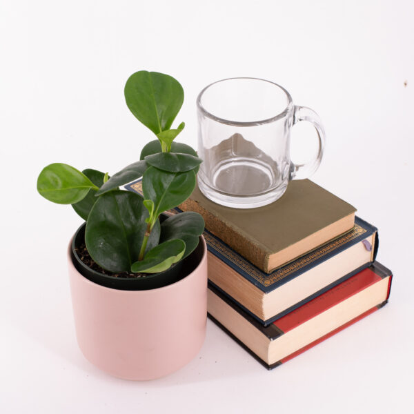 Peperomia obtusifolia in a small pink pot next to a stack of books.