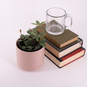 Stilt Peperomia with green and white striped leaves next to a stack of books