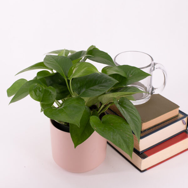 Jade Pothos Houseplant in a pink pot with stack of books