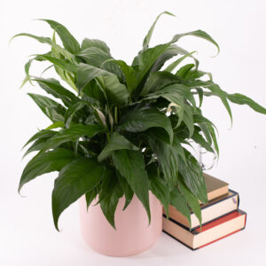 Spathiphyllum 'Sweet Chico', Peace Lily, Houseplant