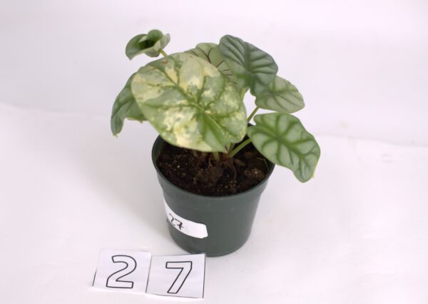 Variegated Alocasia Silver Dragon, August 2023, Option 27