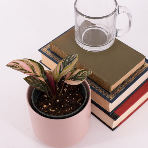 Variegated Calathea Pinstripe in a small pink pot next to a stack of books.