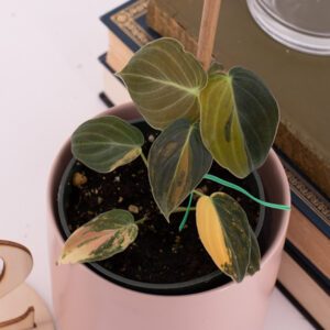 Variegated Philodendron Melanochrysum in a small pink pot next to a stack of books.