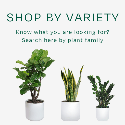 search by plant family variety