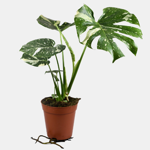 Monstera plants include Monstera Thai constellation, monstera adansonii, and monstera deliciosa for sale online