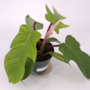 Philodendron Squamiferum, Hairy Philodendron, Red Bristle Philodendron, Houseplant