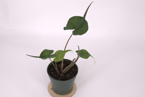 Alocasia Stingray, Houseplant