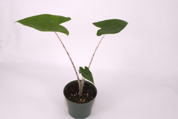 Alocasia Zebrina, Houseplant