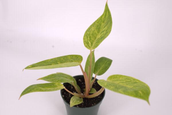 Painted Lady Philodendron, Houseplant