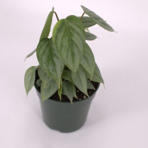 Philodendron Sodiroi, Silver Leaf Philodendron, Houseplant