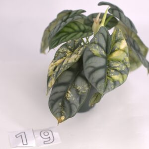 Variegated Alocasia Silver Dragon, August 2023, Option 19