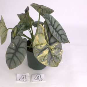 Variegated Alocasia Silver Dragon, August 2023, Option 44