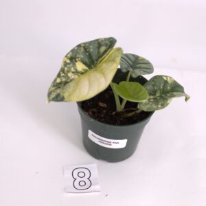 Variegated Alocasia Silver Dragon, August 2023, Option 8