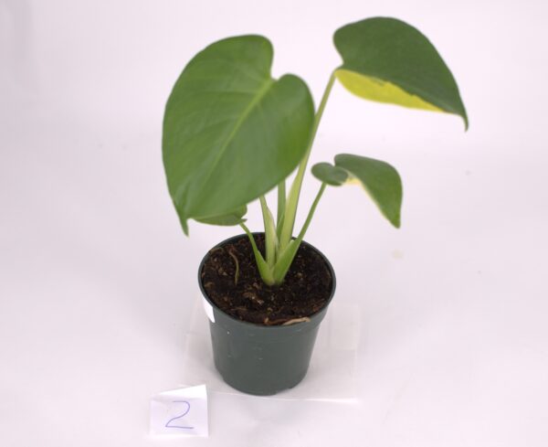 Variegated Monstera Deliciosa, August 2023, Option 2