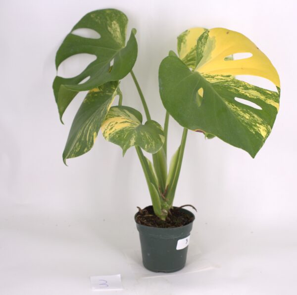 Variegated Monstera Deliciosa, August 2023, Option 3