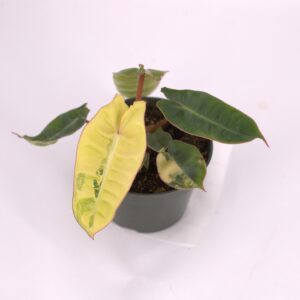 Variegated Philodendron Billietiae, August 2023