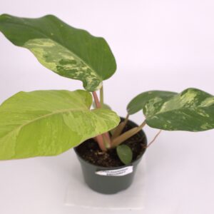 Variegated Philodendron Snowdrift, August 2023